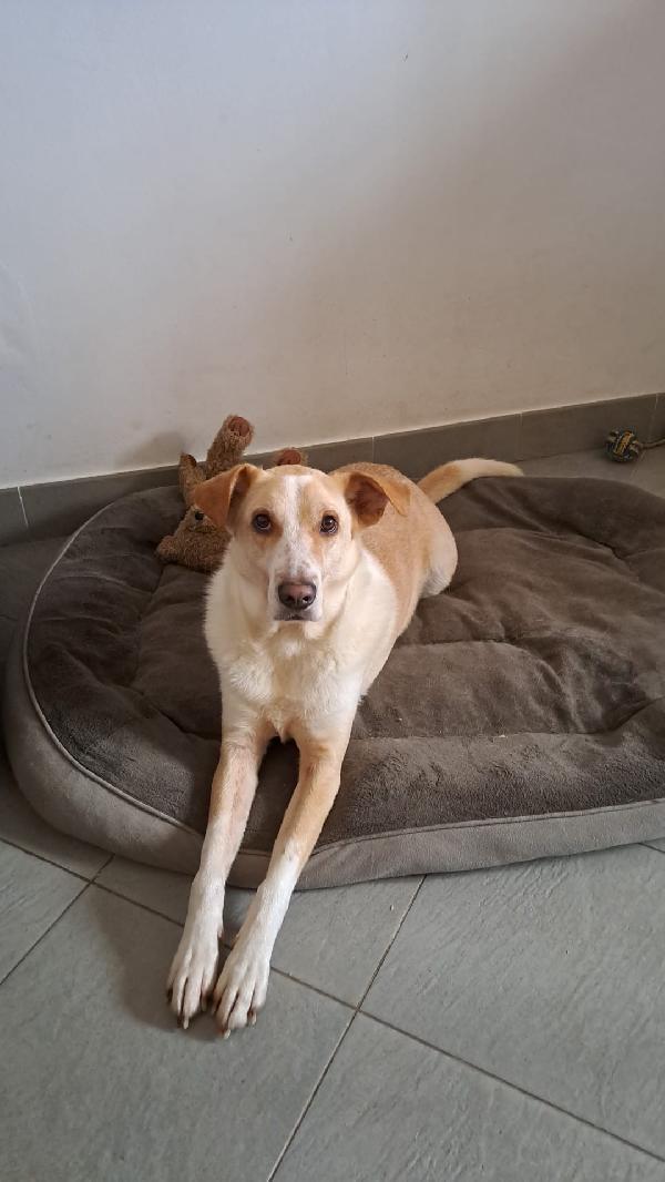 Charlie, tenero meticcio Foto 6